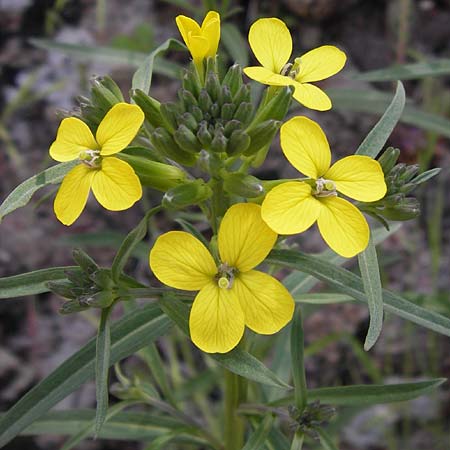 Erysimum ruscinonense \ Provence-Schterich, I Liguria, Castelvecchio di Rocca Barbena 19.5.2013