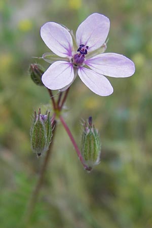 Erodium cicutarium \ Gewhnlicher Reiherschnabel / Common Crane's-Bill, Philary, I Liguria, Piana Crixia 21.5.2013