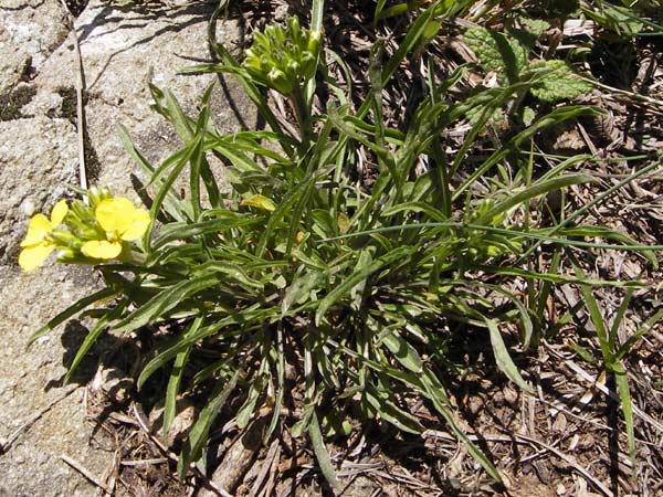 Erysimum ruscinonense \ Provence-Schterich / Provence Treacle Mustard, I Liguria, Molini di Triora 26.5.2013