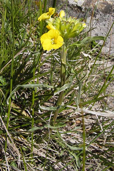 Erysimum ruscinonense \ Provence-Schterich / Provence Treacle Mustard, I Liguria, Molini di Triora 26.5.2013