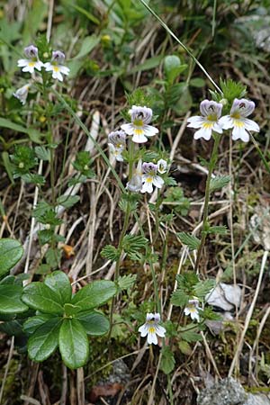 Euphrasia rostkoviana / Common Eyebright, I Südtirol,  Gsieser Tal 7.7.2022