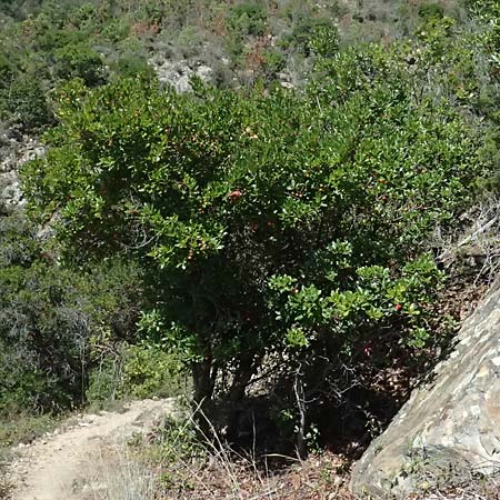 Arbutus unedo \ Westlicher Erdbeerbaum / Strawberry Tree, I Liguria, Moneglia 26.9.2023