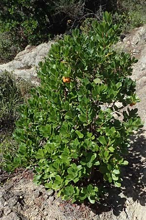 Arbutus unedo / Strawberry Tree, I Liguria, Moneglia 26.9.2023