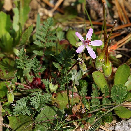 Erodium acaule \ Stngelloser Reiherschnabel / Stemless Stork's-Bill, I Diano San Pietro 25.2.2019 (Photo: Uwe & Katja Grabner)