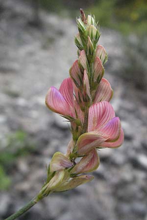 Onobrychis arenaria \ Sand-Esparsette / Hungarian Sainfoin, I Gole del Salinello bei/near Ripe 6.6.2007