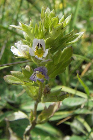 Euphrasia stricta \ Steifer Augentrost, I Monti Sibillini 8.6.2007