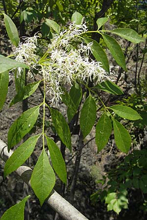 Fraxinus ornus \ Blumen-Esche, Manna-Esche / Manna Ash, I Genua 22.5.2010