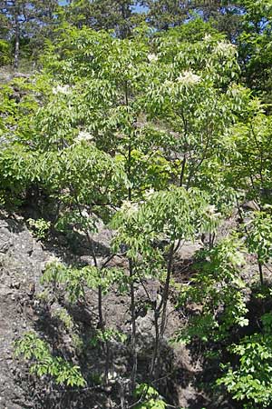 Fraxinus ornus \ Blumen-Esche, Manna-Esche / Manna Ash, I Genua 22.5.2010