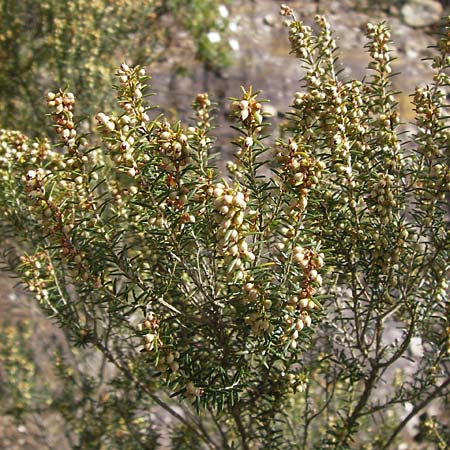 Erica scoparia \ Spanische Besen-Heide / Besom Heath, Green Heath, I Finale Ligure 31.5.2013