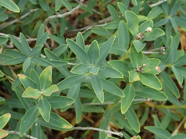 Euphorbia spinosa \ Dornige Wolfsmilch / Spiny Spurge, I Liguria, Bonassola 4.10.2023