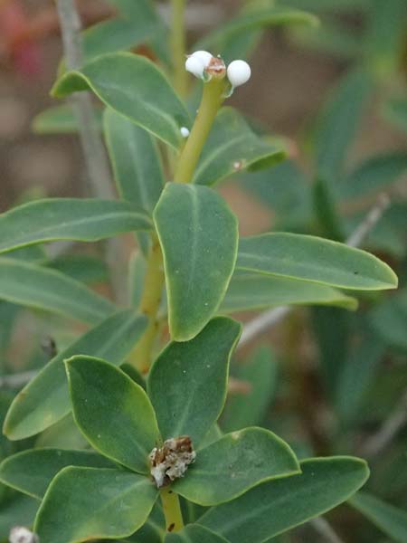 Euphorbia spinosa \ Dornige Wolfsmilch / Spiny Spurge, I Liguria, Bonassola 4.10.2023