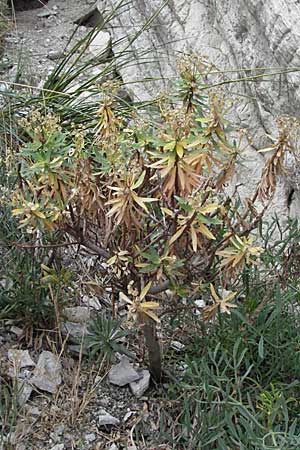 Euphorbia dendroides / Tree Spurge, I Ancona 29.5.2007