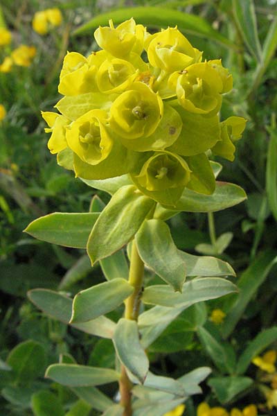 Euphorbia segetalis ? \ Saat-Wolfsmilch, I Campo Imperatore 5.6.2007