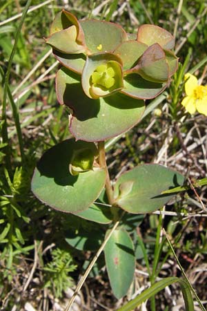 Euphorbia barrelieri \ Barreliers Wolfsmilch / Barrelier's Spurge, I Liguria, Toirano 20.5.2013