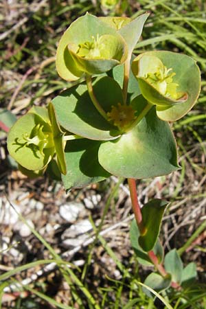 Euphorbia barrelieri \ Barreliers Wolfsmilch / Barrelier's Spurge, I Liguria, Toirano 20.5.2013