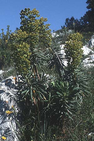 Euphorbia characias / Large Mediterranean Spurge, I Promontorio del Gargano, Monte S.  Angelo 1.5.1985