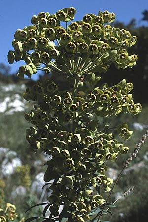 Euphorbia characias \ Palisaden-Wolfsmilch / Large Mediterranean Spurge, I Promontorio del Gargano, Monte S.  Angelo 1.5.1985