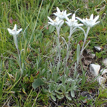 Leontopodium alpinum / Edelweiss, I Südtirol,  Plätzwiese 5.7.2022