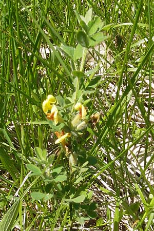 Cytisus hirsutus \ Behaarter Zwergginster, Behaarter Geiklee / Shaggy Broom, I Liguria, Sassello 22.5.2010