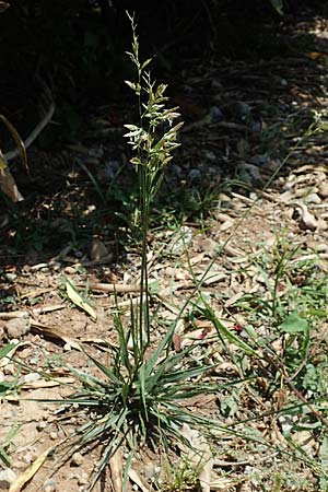 Festuca arundinacea \ Rohr-Schwingel / Tall Fescue, I Iseosee, Sulzano 8.6.2017