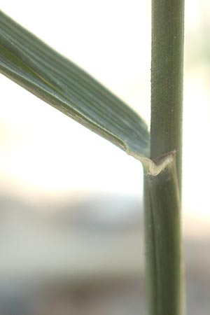 Festuca arundinacea \ Rohr-Schwingel / Tall Fescue, I Iseosee, Sulzano 8.6.2017