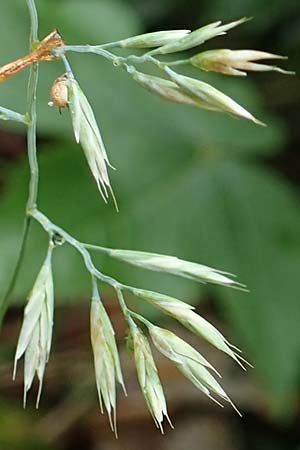 Festuca cinerea \ Grauer Schwingel / Blue Fescue, I Alpi Bergamasche, Seriana-Valpiana 6.6.2017