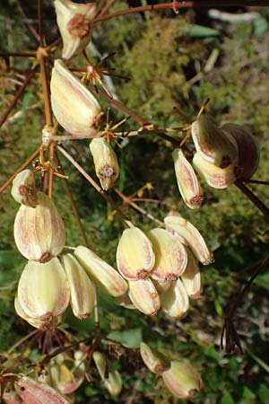 Ferulago campestris / Field Fennel, I Liguria, Moneglia 26.9.2023