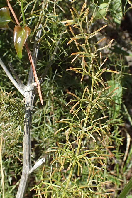 Ferulago campestris \ Knotenbltige Birkwurz, I Liguria, Moneglia 26.9.2023