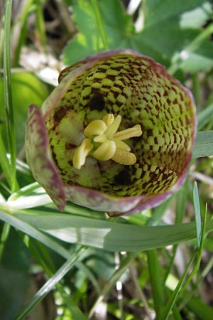 Fritillaria involucrata \ Hllblatt-Schachblume, Gegenblttrige Schachblume, I Liguria, Molini di Triora 26.5.2013