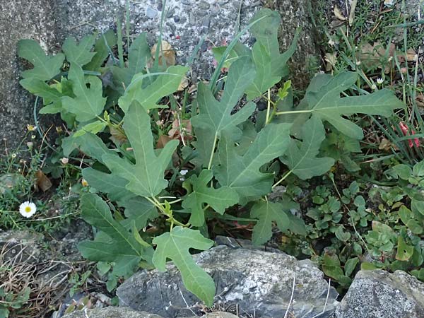 Ficus carica \ Feigenbaum, I Liguria, Moneglia 1.10.2023