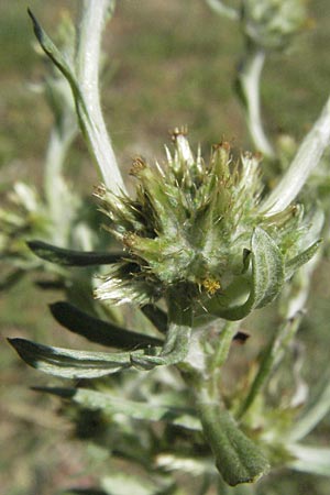 Filago lutescens \ Graugelbes Filzkraut / Red-Tipped Cudweed, I Monti Sibillini, Castelluccio 8.6.2007