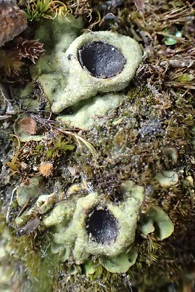 Solorina saccata ? \ Sack-Flechte, Schrotschuss-Flechte, I Alpi Bergamasche, Monte Alben 11.6.2017