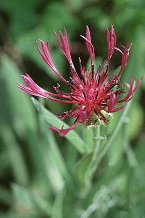 Centaurea scabiosa \ Skabiosen-Flockenblume / Greater Knapweed, I Latium/Lazio, Maranola 3.6.2002