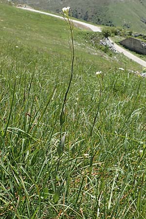 Arabis pauciflora \ Armbltige Gnsekresse / Few-Flowered Rock-Cress, I Alpi Bergamasche, Pizzo Arera 7.6.2017