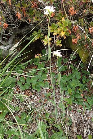 Arabis pauciflora \ Armbltige Gnsekresse, I Alpi Bergamasche, Pizzo Arera 9.6.2017