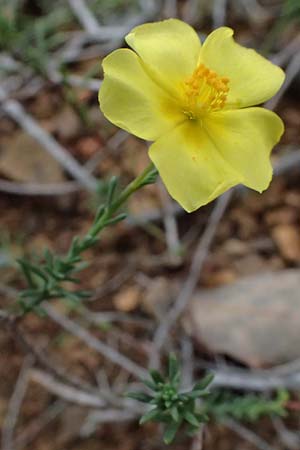 Fumana ericoides / Upright Sun-Rose, I Liguria, Bonassola 4.10.2023