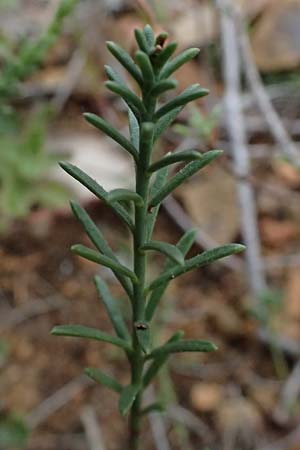 Fumana ericoides \ Aufrechtes Nadelrschen, Felsen-Nadelrschen / Upright Sun-Rose, I Liguria, Bonassola 4.10.2023