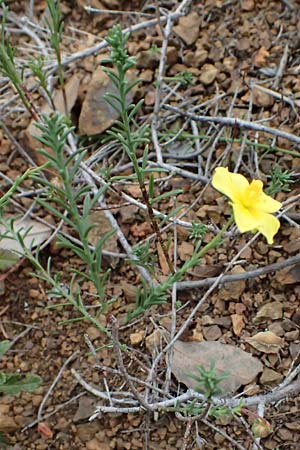 Fumana ericoides \ Aufrechtes Nadelrschen, Felsen-Nadelrschen / Upright Sun-Rose, I Liguria, Bonassola 4.10.2023