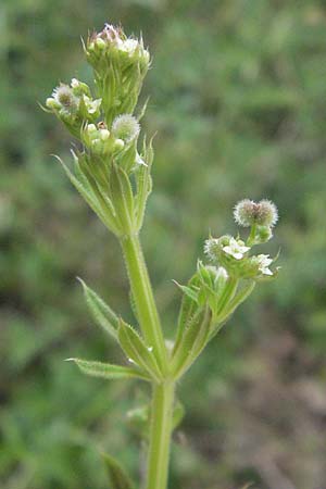 Galium aparine \ Kletten-Labkraut, Klebkraut / Cleavers, Sticky Willy, I Perugia 3.6.2007