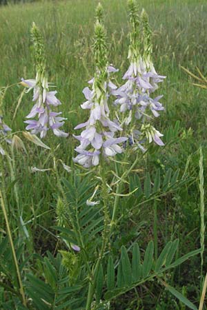 Galega officinalis / Goat's Rue, I San Benedetto del Tronco 6.6.2007