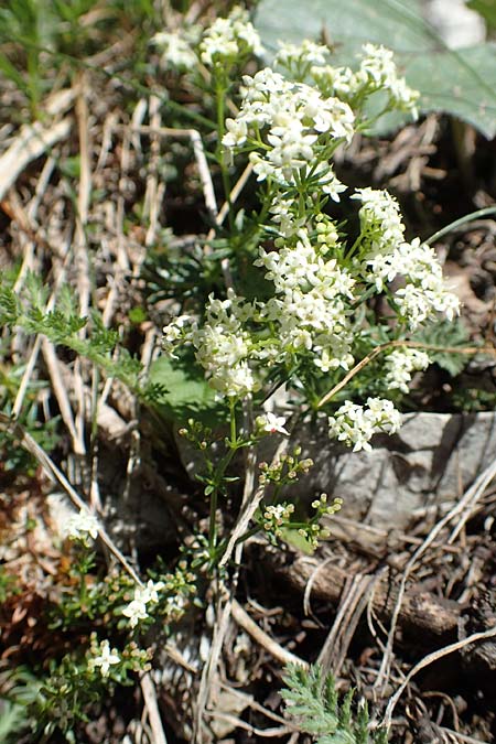 Galium montis-arerae \ Arera-Labkraut / Pizzo Arera Bedstraw, I Alpi Bergamasche, Pizzo Arera 7.6.2017