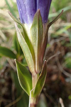 Gentiana clusii \ Clusius' Enzian, I Passo San Marco 10.6.2017