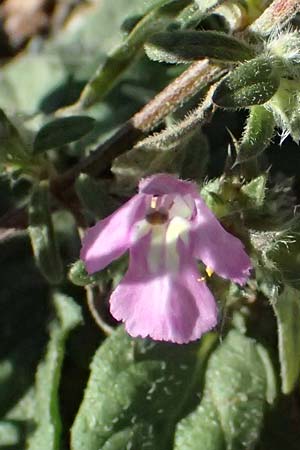 Galeopsis ladanum \ Breitblttriger Hohlzahn / Broad-Leaved Hemp-Nettle, Red Hemp-Nettle, I Liguria, Borzonasca 29.9.2023