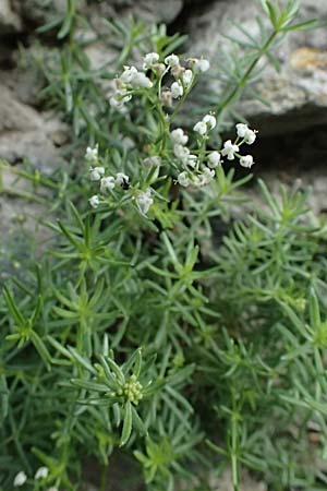 Galium corrudifolium \ Mittelmeer-Labkraut / Mediterranean Bedstraw, I Liguria, Moneglia 30.9.2023