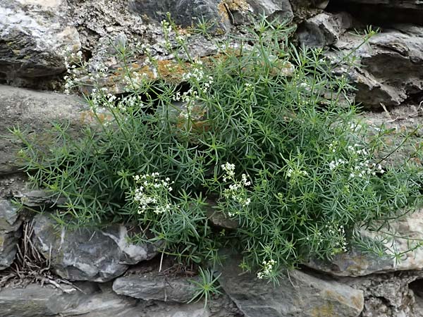 Galium corrudifolium \ Mittelmeer-Labkraut / Mediterranean Bedstraw, I Liguria, Moneglia 30.9.2023