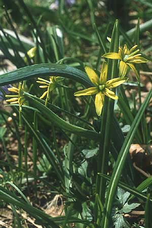 Gagea lutea ? / Star of Bethlehem, I Monte Baldo 10.5.1986