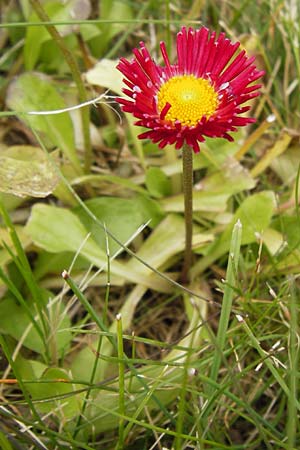 Bellis perennis \ Gnseblmchen, Tausendschn / Common Daisy, I Liguria, Loano 28.5.2013