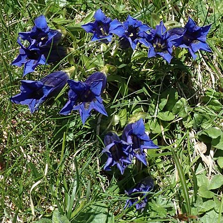 Gentiana clusii \ Clusius' Enzian, I Alpi Bergamasche, Pizzo Arera 7.6.2017