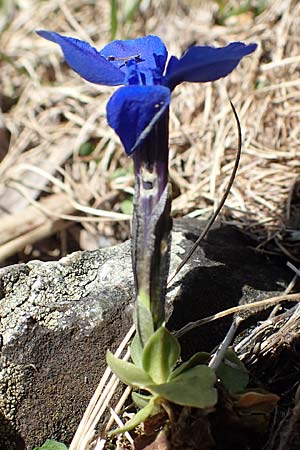 Gentiana verna \ Frhlings-Enzian / Spring Gentian, I Passo San Marco 10.6.2017