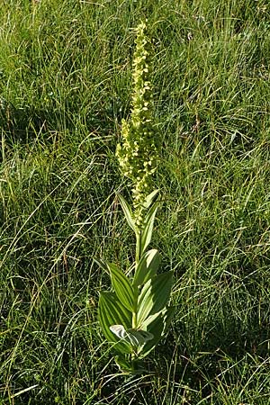 Veratrum album subsp. lobelianum \ Grner Germer / Green False Hellebore, I Südtirol,  Plätzwiese 5.7.2022